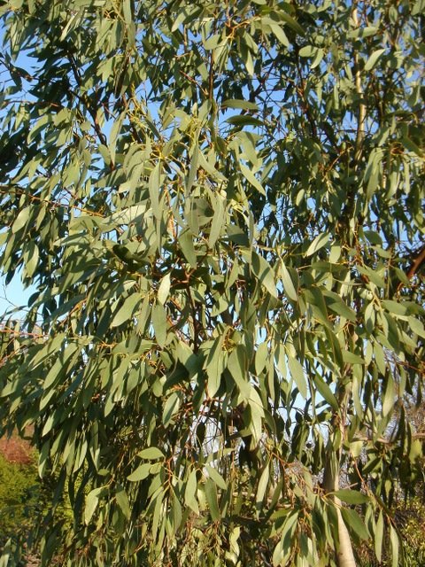 Eucalyptus gunnii